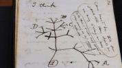 The tree of life sketch was central to developing Darwins theory of evolution