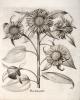 Shapero Rare Books Basilius Besler
