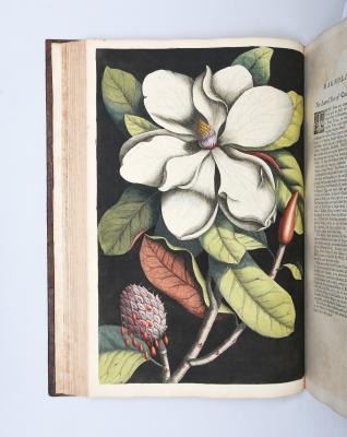 Peter Harrington Catesby