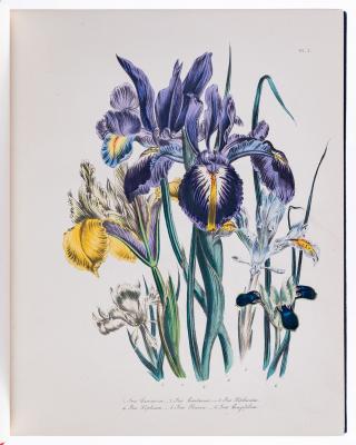 Robert Frew Rare Books The Ladies Flower Garden of Ornamental Bulbous Plants