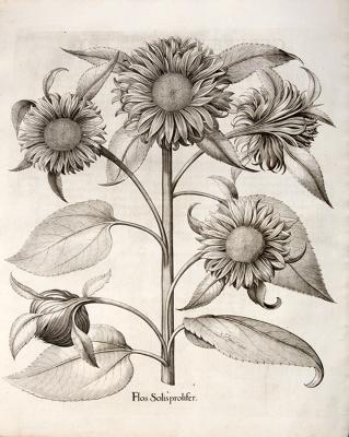 Shapero Rare Books Basilius Besler